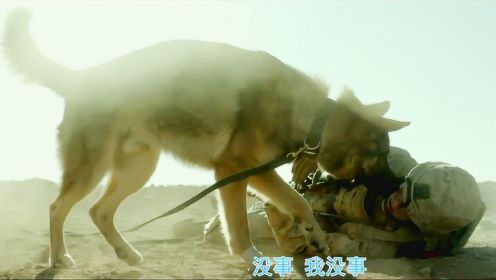 战争电影片段：战犬和女主人探雷被炸伤，真挚的感情令人动容