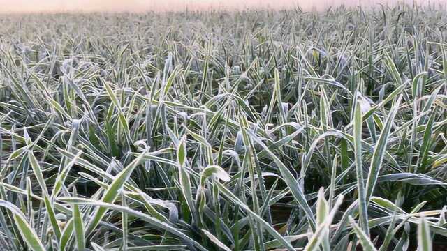 河南突降霜雪,地里白茫茫一片,小麦不用再抗旱,景象太壮观了!