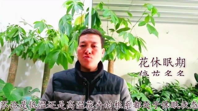 无机肥,花多多2号的5点正确使用方法