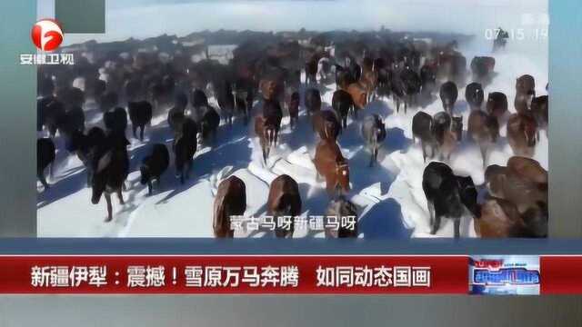 新疆伊犁:震撼!雪原万马奔腾 如同动态国画