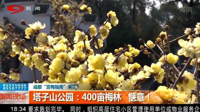 带你“打卡”成都新热门景点!塔子山公园:400亩梅林 惬意!