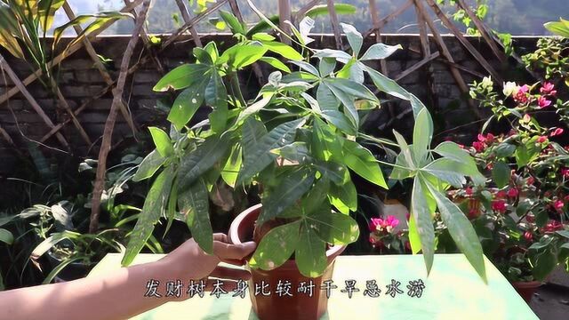 怎样养发财树才能旺盛翠绿?其实很简单,只需几招就能做到