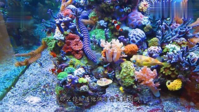 家里养鱼,用鱼缸好还是水族箱好?这才是区别,看完再不会选错了