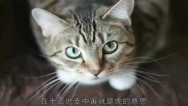 养猫也要看风水!你知道吗?