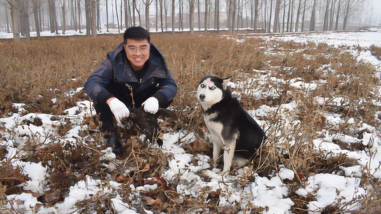 下雪了,小吉雪地跟踪痕迹抓到只黑色的鸡,哈士奇高兴的说喝鸡汤