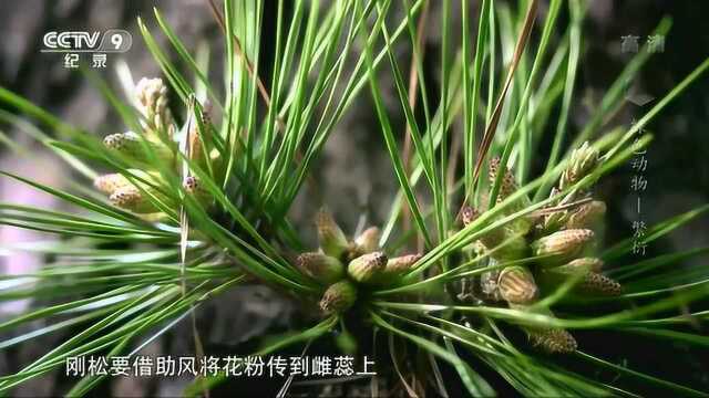 植物借助风或昆虫传粉,但是山桑会裂开花药将花粉喷撒出去