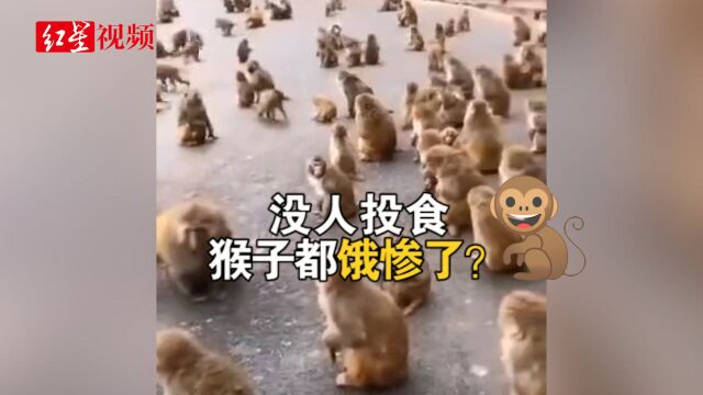 黔灵山VS峨眉山?网传无游客投食 猴子下山堵路 工作人员回应