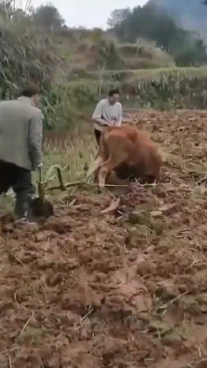 没有耕坏的地,只有累死的牛,果然是真的_腾讯视频