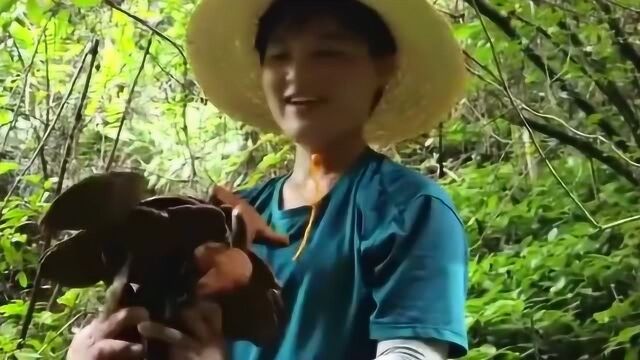 湖南大山深处野货多,遍地的都是野生灵芝,没想到竟然长这样!