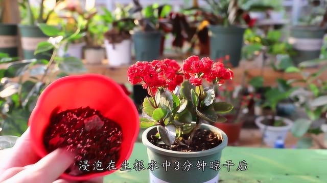 长寿花花败后,及时修剪残花,利用“顶端优势”,成活率90%