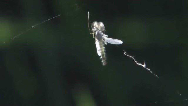 [东非大裂谷]第二集 水 马拉维湖的主角蠓