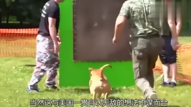 全球战斗力的世界第一猛犬,比狮子老虎更凶残,看完心服口服