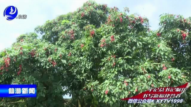 鲤南中心小学:传承红色文化 展现党员风采(整档新闻)