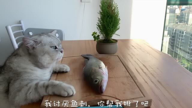 会做饭的猫:做鱼真的很难吗?厨艺高手都有谱