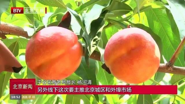 22万亩平谷大桃进入成熟采摘期 2020年“平谷鲜桃季”甜蜜开启