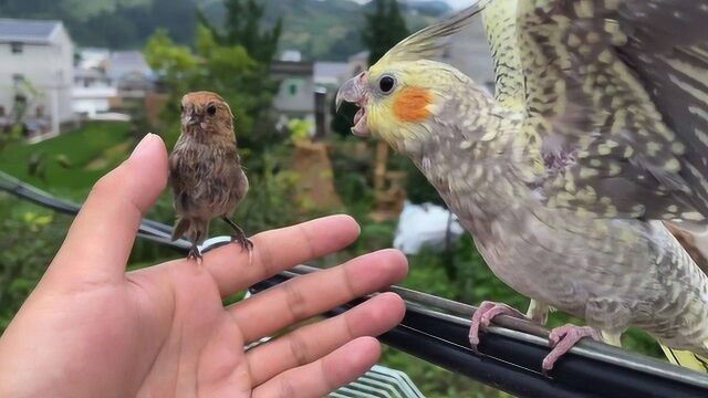 鹦鹉看到别的鸟站主人手上,立马就生气了