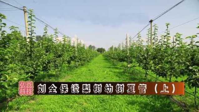 刘全保谈梨树幼树夏管(上)