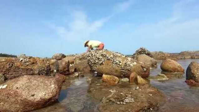 海南大叔趁着大干潮来赶海,喜提礁石区“三宝”,一条比一条值钱!