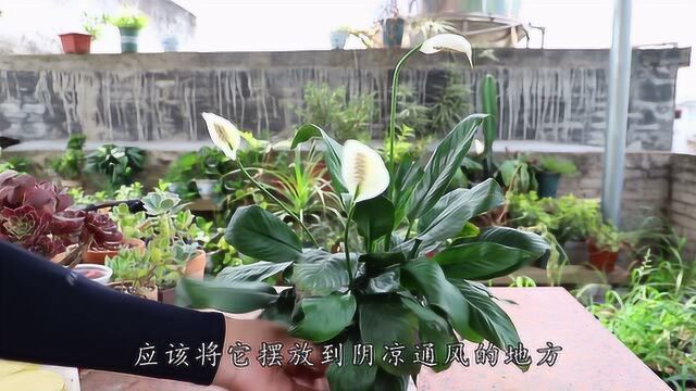 白掌只长叶子不开花,是2个方面没注意,做好了开花洁白如雪