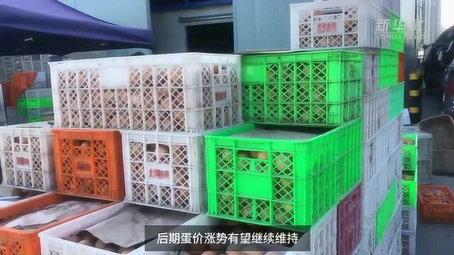 【中国财富报道】机构:河北蛋价持续上涨 养殖将进入盈利期