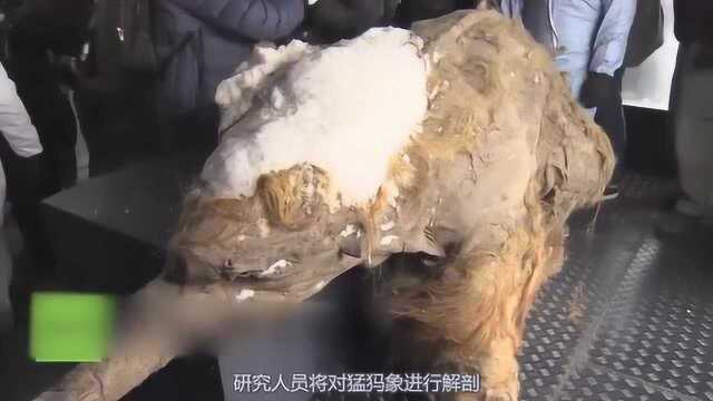 人类终于发现猛犸象完整尸体,专家们提取基因,克隆猛犸象