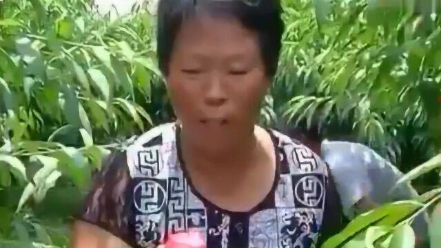 水蜜桃在农历四月开始采摘 根据品种的不同 采摘期能持续好几个月