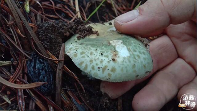 爱采野生菌的林哥,今天在红薯地旁边偶遇青头菌,这收获你喜欢吗?