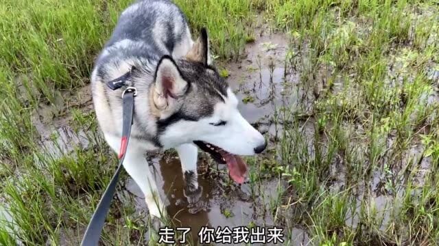 今天我们来追马了