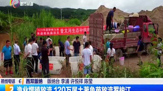 渔业增殖放流 120万尾土著鱼苗放流罗梭江