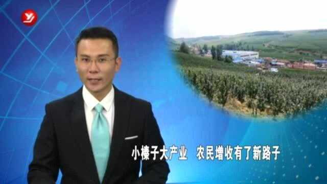 小榛子大产业 农民增收有了新路子