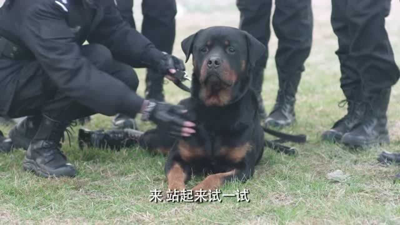 警花与警犬警花给妞妞装上义肢它的反应不负众望太棒了