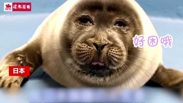 日本水族馆小海豹酷似大叔脸走红 一起来吸萌萌哒海豹