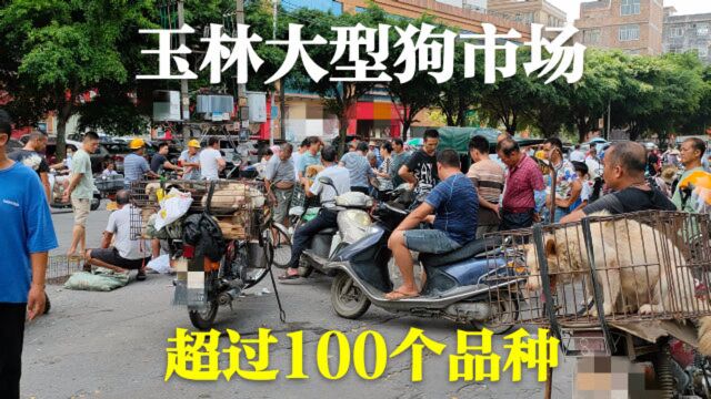 玉林大型狗市场,超过100个品种1000条狗,肉狗宠物狗都有很热闹