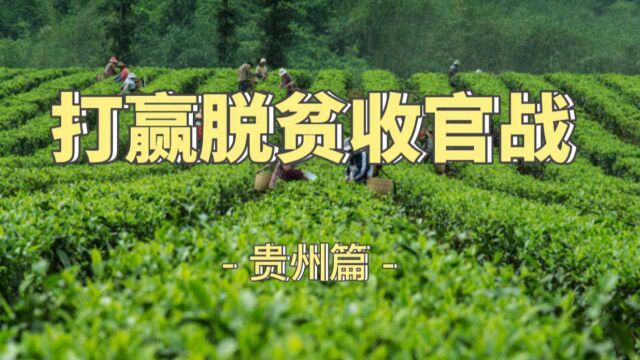 从浙江到贵州,跨越万水千山!看扶贫茶如何结出“黄金叶”