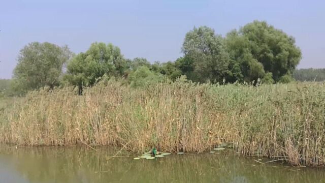 西边的太阳快要落山了 微山湖上静悄悄...西安之声现场播报