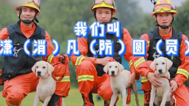 谐音梗获胜!3只消防搜救犬取名“潇凡圆”,真相令人肃然起敬