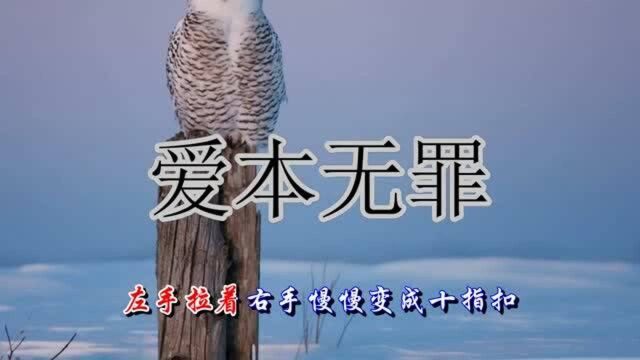 一首《爱本无罪》,字字戳心,句句实话,太洗脑了!