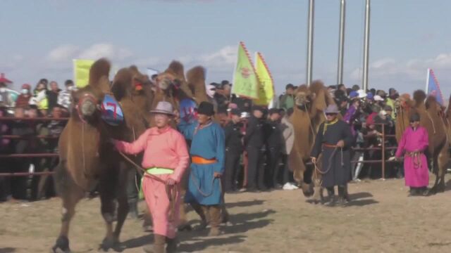 (电视通稿ⷥ›𝥆…ⷦ–‡化)内蒙古乌拉特草原:骆驼选美“走T台”