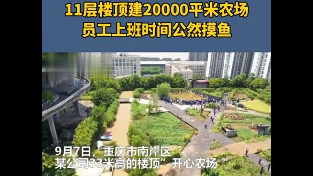 重庆某公司33米高的楼顶开心农场开展了一年一度的摸鱼活动摸到的鱼自己带回家