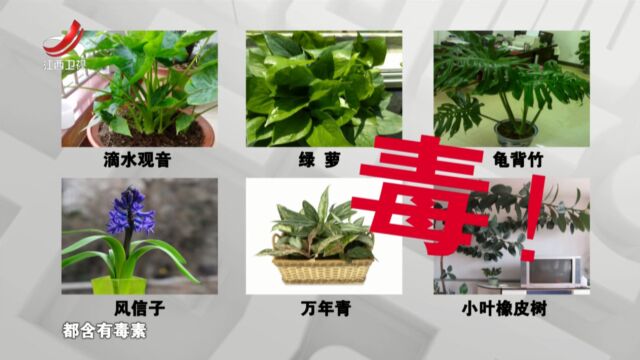 室内的花卉植物如何挑选?千万别踩这些坑