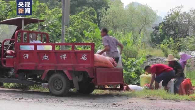 金秋十月 广西临桂遍地黄金色 稻谷丰收时