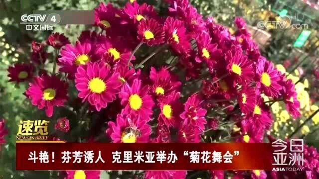 斗艳!芬芳诱人 克里米亚举办“菊花舞会”