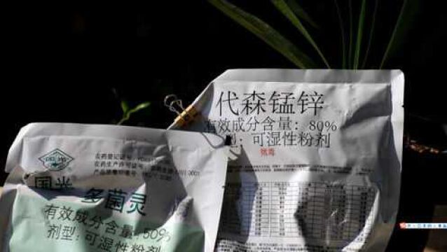 多菌灵和代森锰锌,养花哪个效果好?教你正确区分