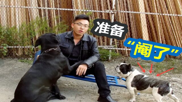 公犬每天做这事,气的狗主人想把它“阉了”,公犬母犬哪个更适合家养