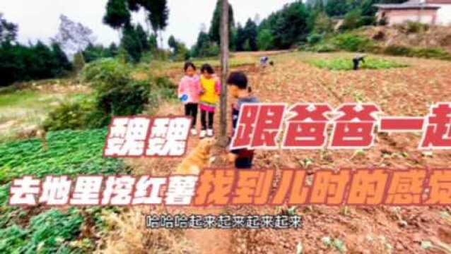 魏魏跟爸爸去地里挖红薯,地里劳作,又是一番不错的体验