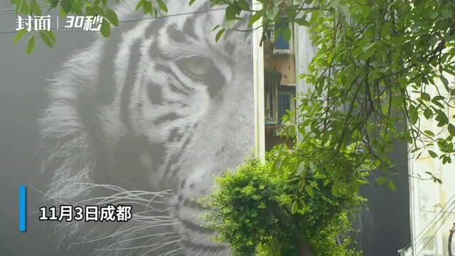 30秒 | 猛兽“街头出没”!成都这只老虎由法国摄影师定制