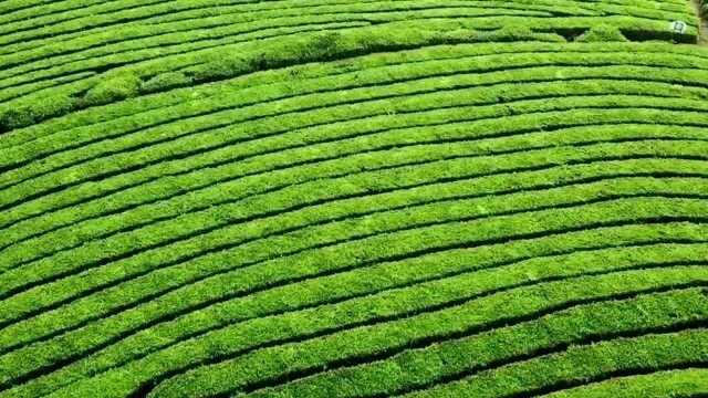 这个新药可快速铲除病原,预防加治疗,对蔬菜霜霉病有特效!