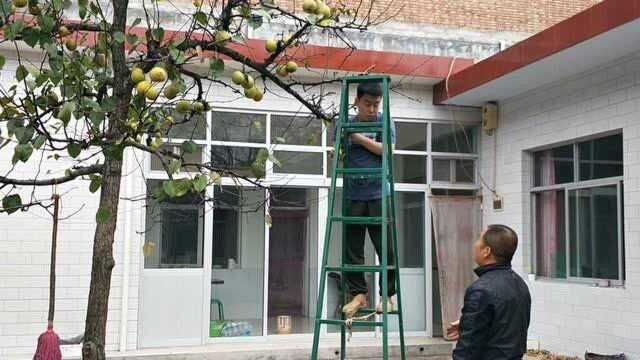 父子协作摘梨子,顺便给儿子讲一下这颗梨树的故事.