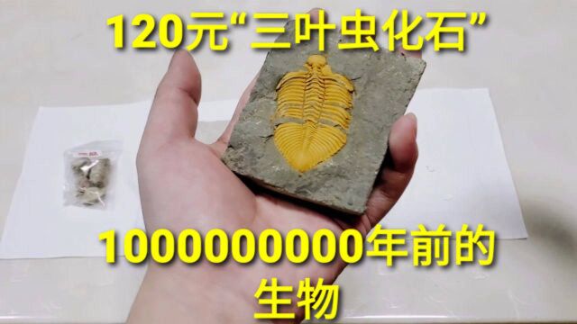 开箱120元“三叶虫王冠化石”,一亿年前的生物长什么样子?