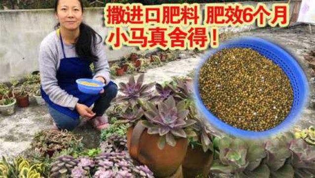 露养多肉想顺利过冬,小马用20一斤的进口肥料,露天多肉全部撒药